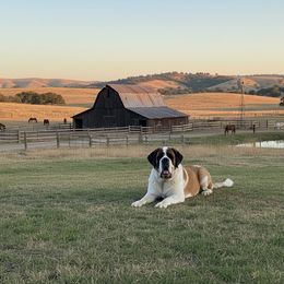 Frida - Saint Bernard