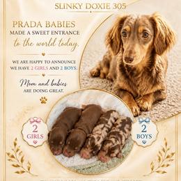 Tony - Chocolate and tan male Dachshund puppy in Hialeah, Florida from Slinky Doxie 305