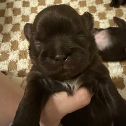Aurora - Lilac female Shih Tzu puppy in Ocean Springs, Mississippi from Wood Foo Breeders