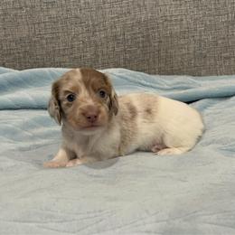 Butterfinger - Dapple male Dachshund puppy in Gainesville, Texas from Diamond B Doxies