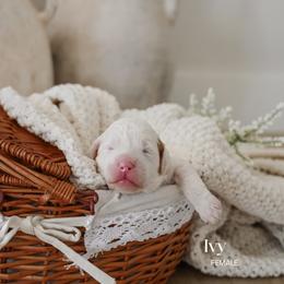 Ivy - Parti female Goldendoodle puppy in Salem, Virginia from Aloha Doodles & Poodles