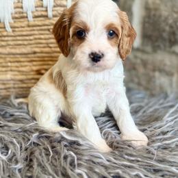Charlie - Blenheim male Cavapoo puppy in Natural Bridge, Virginia from Padgetts Hill Puppies