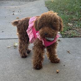 Baby - Poodle