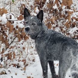 Australian Cattle Dog All Grown Up from Grog Creek Kennel