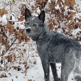 Australian Cattle Dog All Grown Up from Grog Creek Kennel
