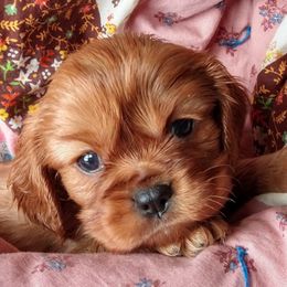 Cavalier King Charles Spaniels from McMahon's Cavalier King Charles Spaniels