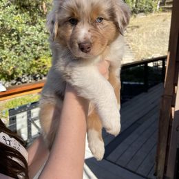 Ares - Red merle male Australian Shepherd puppy in Trail, Oregon from Stapp's Australian Shepherds