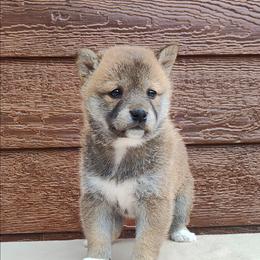 Chia - Red female Shiba Inu puppy in Clayton, Illinois from Adorable-Puppies