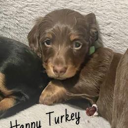 Dachshund Puppies from Devoted Doxies - DLL