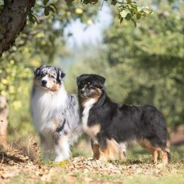 Australian Shepherd Puppies from Sweet Magnolia Aussies