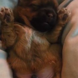 Shih Tzu Puppies from Adrianas Beautiful Shitzu’s