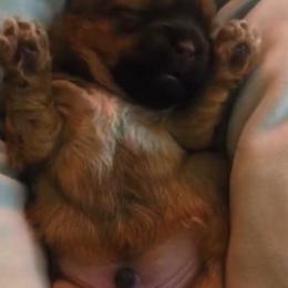 Shih Tzu Puppies from Adrianas Beautiful Shitzu’s