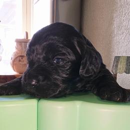 Snoop Dog - Black and tan male Cockapoo puppy in Indiahoma, Oklahoma from Phamily Doodles