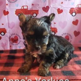 Yorkshire Terriers from Anna's Yorkies