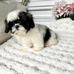 AKC Kimmie - Blue and white female Shih Tzu puppy in Elgin, South Carolina from Silver Bells Paw Prints
