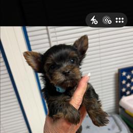 OLLIE - Black and gold male Yorkshire Terrier puppy in Augusta, Georgia from Melissa's Paw Impressions