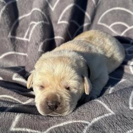 Johnny - Yellow male Labrador Retriever puppy in Garnett, Kansas from Timberland Creek Labradors