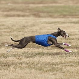 Enya - Whippet