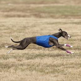 Enya - Whippet