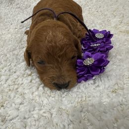 Lainey Wilson - Red  female Goldendoodle puppy in Camden, North Carolina from Oopsie Doodles of NC