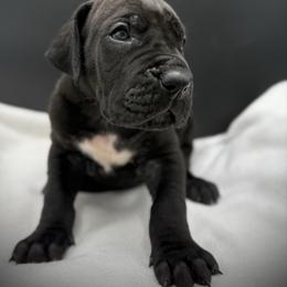 Scar - Black male Great Dane puppy in Grand Junction, Colorado from Top Brackett Danes