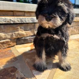 Yellow collar male - Black and silver male Miniature Schnauzer puppy in Scottsboro, Alabama from Whistling Dixie Schnauzers