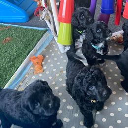 Portuguese Water Dog Puppies from Ascent Portuguese Water Dogs