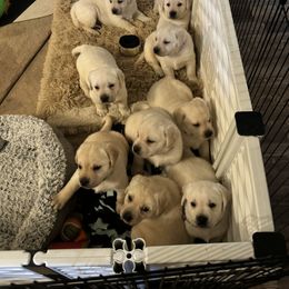 Labrador Retriever Puppies from SR Labrador Retrievers