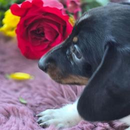 Tissy - Piebald female Dachshund puppy in Oklahoma City, Oklahoma from Hamm Weenies  AKC (Dachshunds)