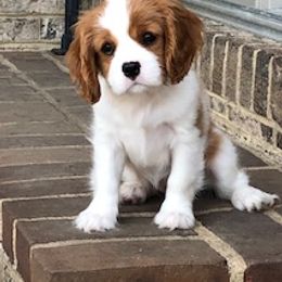 Cavalier King Charles Spaniel Puppies from Wrenwood Cavalier King Charles Spaniels