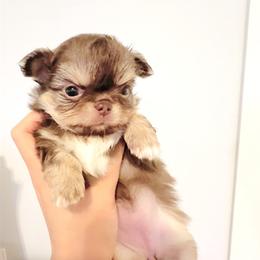 Lavender Rose 11500 ( pending ) - Chocolate and tan female Chihuahua puppy in Santa Rosa Beach, Florida from Eva's Chihuahua