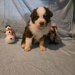 Boy 2 - Red tri-color male Australian Shepherd puppy in Athol, Idaho from ShorDu