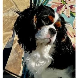Astrid - Cavalier King Charles Spaniel