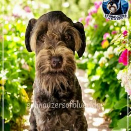 CIOCCO - Miniature Schnauzer