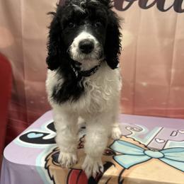 Zeus - Parti male Poodle puppy in Mobile, Alabama from Semmy’s Standard Poodle LLC