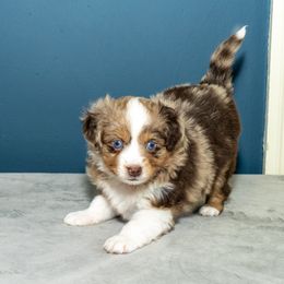 Toy Australian Shepherd Puppies from Tater Tails Toy Aussies