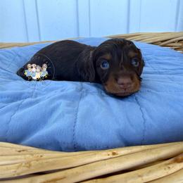 Mocha - Chocolate and tan female Dachshund puppy in Cave City, Kentucky from Mammoth Cave Dachshunds