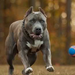 American Bullies and American Pit Bull Terriers from Terminal Velocity Kennels LLC