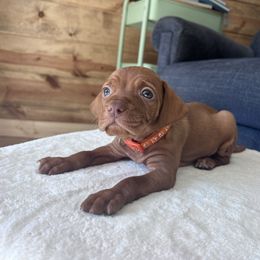 Harvest-orange collar - Golden rust male Vizsla puppy in Dugspur, Virginia from Pilgrims Trails Shorthairs