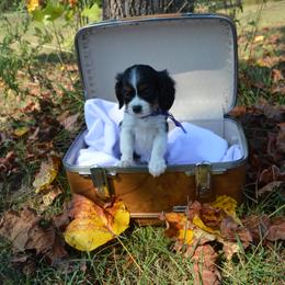 Cavalier King Charles Spaniel Puppies from Freeman's Royal Cavaliers