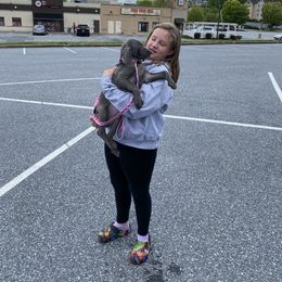 Weimaraner Puppies from Meadow Ridge Weims and Danes