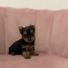 Yorkshire Terrier puppies from Enchanted Yorkies