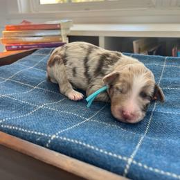 Edmund - White and red merle male Bordoodle puppy in Valley Center, California from Circle R Valley Bordoodls