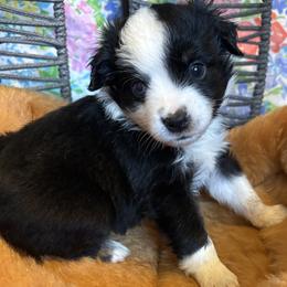 Magnolia - Black tri female Miniature Australian Shepherd puppy in Port Saint Lucie, Florida from Charlene Brannon's Mini Australian Shepherds