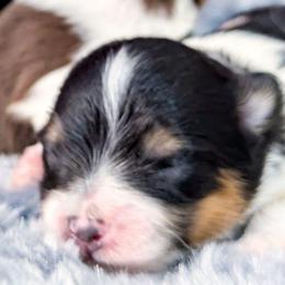 Trouble - Tri-colored male Pomeranian puppy in Wentzville, Missouri from Pawsome Poms
