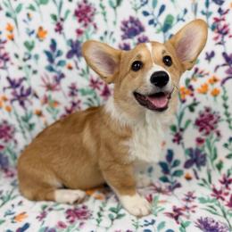 Oak - Red male Pembroke Welsh Corgi puppy in Columbia, Tennessee from Wiggle B Ranch Corgis