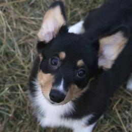 Breeze - Black and tan female Pembroke Welsh Corgi puppy in Fayetteville, Arkansas from Intergalactic Corgis