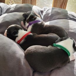 Boston Terrier Puppies from Simply Boston
