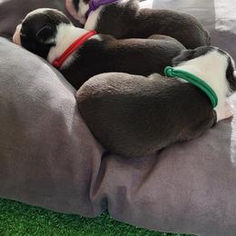 Boston Terrier Puppies from Simply Boston