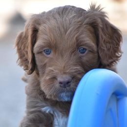 Australian Labradoodles and Double Doodles from Maid in Montana Australian Labradoodles